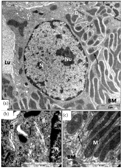 Image for - Renoprotective Effect of Date Fruit Extract on Ochratoxin (A) Induced-oxidative Stress in Distal Tubules of Rat: A Light and Electron Microscopic Study