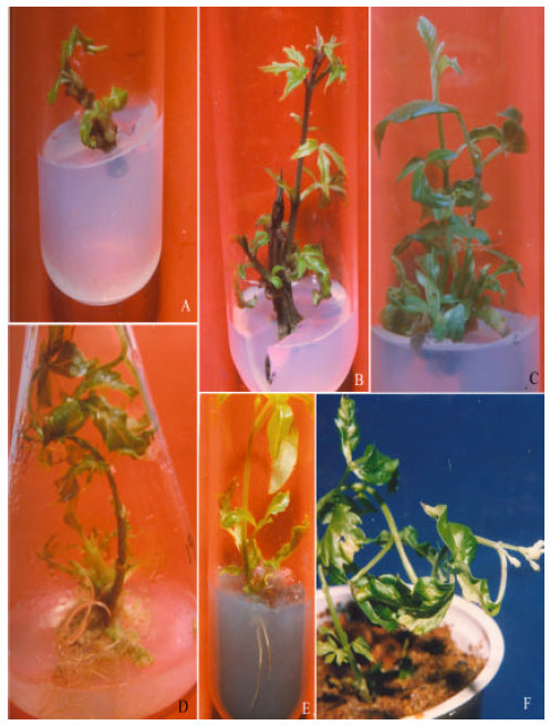 Image for - An Efficient Micropropagation System for Vitex negundo L., an Important Woody Aromatic Medicinal Plant, Through Shoot Tip Culture