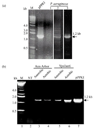 Image for - Real Time PCR Assay for Polyphosphate Kinase Genes in Activated Sludge