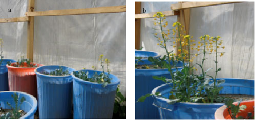 Image for - Influence of Salinity at Early Stage of Flowering on the Development of Male Gametophyte in Canola (Brassica napus L.) cv. Symbol