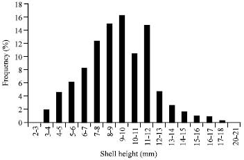 Image for - Vertical Zonation and Biometric Parameter of the Gastropod Cerithium scabridum in Suez Canal