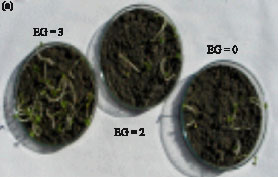 Image for - Protein Profiles in Response to Salt Stress in Seeds of Brassica napus