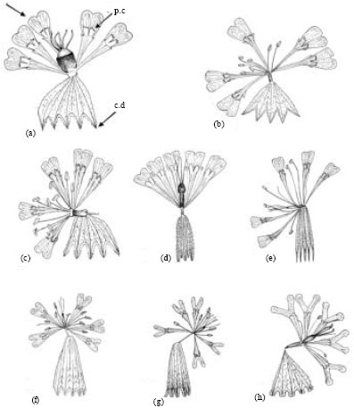 Image for - Using Morphology and Micromorphology Characters for Identification of Silene L. Species in North-East of Iran