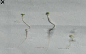 Image for - Protein Profiles in Response to Salt Stress in Seeds of Brassica napus