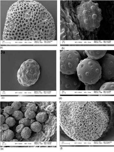 Image for - Using Morphology and Micromorphology Characters for Identification of Silene L. Species in North-East of Iran