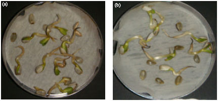 Image for - Response of Seed Germination of Safflower to UV-B Radiation