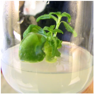 Image for - In vitro Germination and Early Seedling Growth of Zinnia elegans