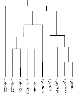 Image for - Genetic Diversity in Ecotypes of Two Agropyron Species using RAPD Markers