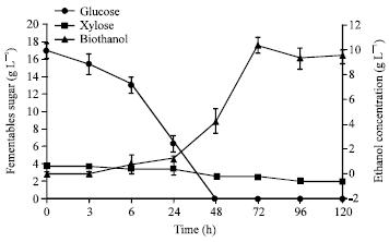 Image for - Biothanol Production from Enzymatically Saccharified Empty Fruit Bunches Hydrolysate using Saccharomyces cerevisiae