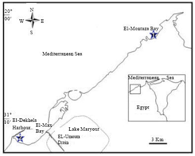 Image for - Heavy Metals Accumulation in the Barnacle Amphibalanus amphitrite from Alexandria, Mediterranean Sea
