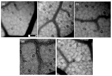 Image for - Stomatal Characteristics of Fagus orientalis Lipsky in Geographically Separated Locations in the Caspian Forests of Northern Iran