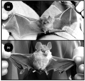 Image for - Impacts of Ecotourism on Bat Habitats in Caves of Kanger Valley National Park, India