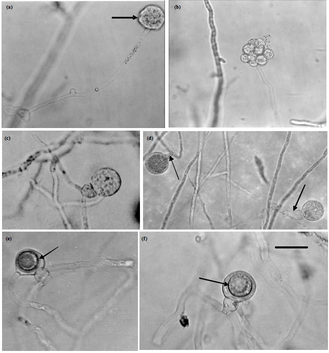 Image for - Occurrence, Identification and Pathogenicity of Pythium aphanidermatum, P. diclinum, P. dissotocum and Pythium "Group P" Isolated from Dawmat Al-Jandal Lake, Saudi Arabia