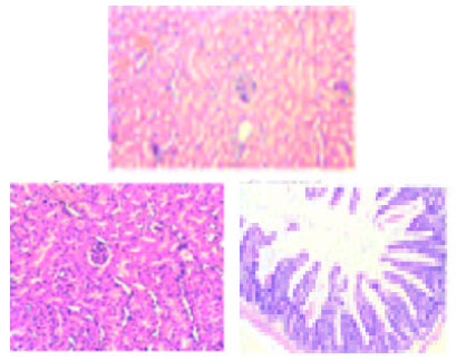 Image for - Relative Study on Haematology, Glycogen Content and Histological Changes in Organs of Anabas testudineus from Parvathiputhanar (Polluted) and Karamana River (Fresh Water)