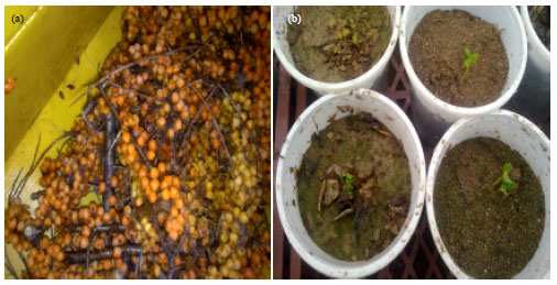 Image for - Greenhouse Treatments on Elaeagnus rhamnoides Seed Germination
