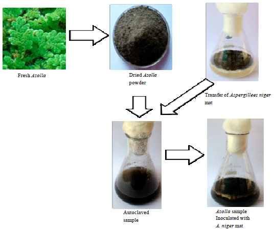 Image for - Efficient Microorganism for Bioethanol Production from Lignocellulosic Azolla