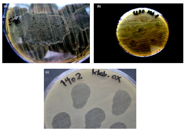 Image for - Isolation and Identification of Klebsiella pneumonia and Klebsiella oxytoca Bacteriophages and their Application in Wastewater Treatment and Coliform’s Phage Therapy