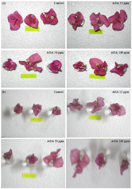 Image for - Effects of Amino Oxyacetic Acid (AOA) and Sucrose on the Longevity of Bougainvillea Flower Bract