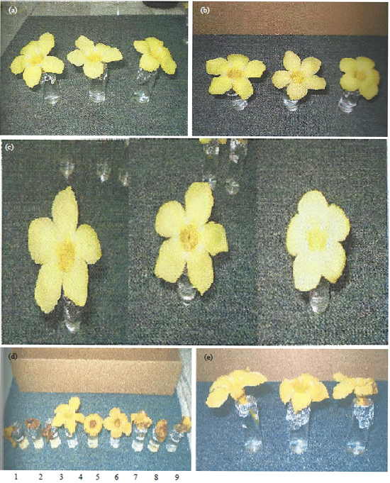 Image for - Development of Longevity of Allamanda Flower as Affected by Gibberellic Acid and Aluminium Salt