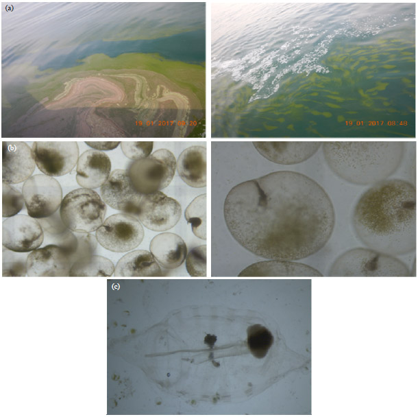 Image for - Blooms of Noctiluca scintillans and its Association with Thalia sp. (Salps) along Dubai Coastal Waters