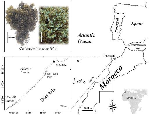 Image for - Protonated Biomass of the Brown Seaweed Cystoseira tamariscifolia: A Potential Biosorbent for Toxic Chromium Ions Removal