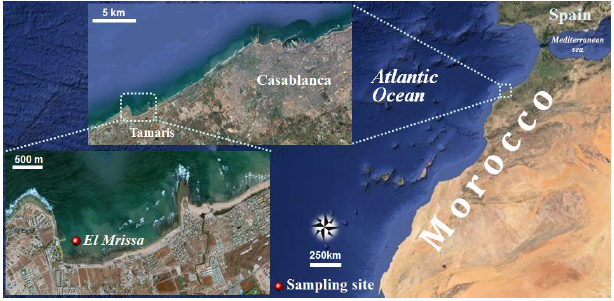 Image for - First Report on the Occurrence and Dynamics of the Ectoparasitic Dinoflagellate Amyloodinium ocellatum in the Moroccan Atlantic Coast