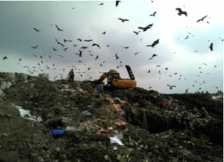 Image for - Isolation and Characterization of Cold Active Bacterial Species from Municipal Solid Waste Landfill Site