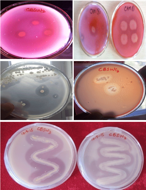 Image for - Isolation and Characterization of Cold Active Bacterial Species from Municipal Solid Waste Landfill Site