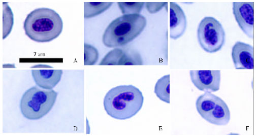 Image for - Micronucleus Test: The Effect of Ascorbic Acid on Cadmium Exposure in Fish (Puntius altus)