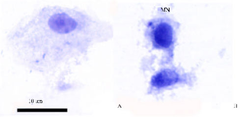 Image for - Micronucleus Test: The Effect of Ascorbic Acid on Cadmium Exposure in Fish (Puntius altus)