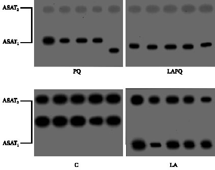 Image for - Protective Role of α-Lipoic Acid Against Acute Paraquat-Induced Oxidative Stress Changes in Serum Isoenzymes and Protein Patterns in Female Albino Rats