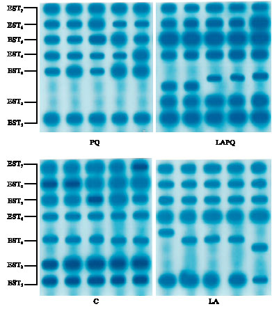 Image for - Protective Role of α-Lipoic Acid Against Acute Paraquat-Induced Oxidative Stress Changes in Serum Isoenzymes and Protein Patterns in Female Albino Rats