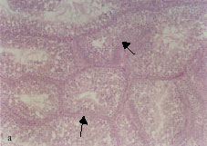 Image for - Histological Alterations Induced by Lead in the Testes of the Quail Coturnix coturnix