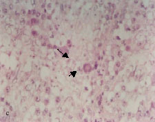 Image for - Histological Alterations Induced by Lead in the Testes of the Quail Coturnix coturnix