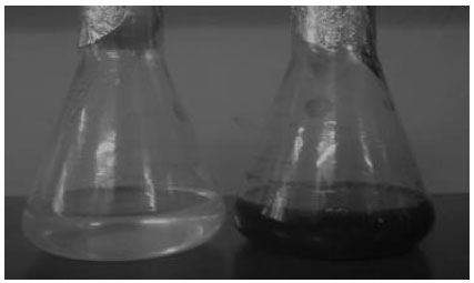 Image for - Biodegradation of Diesel Oil using Yeast Rhodosporidium toruloides