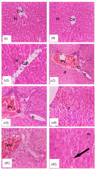 Image for - Effect of Exposure to Mixture of Four Organophosphate Insecticides at No Observed Adverse Effect Level Dose on Rat Liver: The Protective Role of Vitamin C