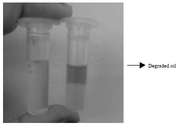 Image for - Biodegradation of Diesel Oil using Yeast Rhodosporidium toruloides