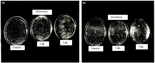 Image for - Influence of Bioactive Compounds from Seaweeds and its Biocidal and Corrosion Inhibitory Effect on Mild Steel