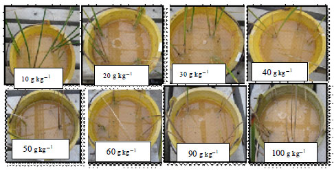 Image for - Propagation and Phytoremediation Preliminary Test of Ludwigia ectovolvis (L.) and Scirpus mucronatus (L.) in Gasoline Contaminated Soil