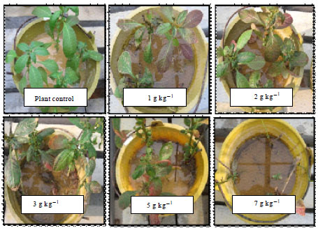 Image for - Propagation and Phytoremediation Preliminary Test of Ludwigia ectovolvis (L.) and Scirpus mucronatus (L.) in Gasoline Contaminated Soil