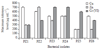 Image for - Effect of Chromium (Vi) Reducing Bacillus species PZ3 on the Growth of Pea Plants in Chromium Amended Soil