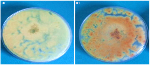Image for - Molecularly Diagnostic of Aflatoxigenic Aspergillus flavus Isolated from Nuts