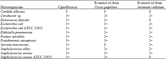 Image for - Assessment of Antimicrobial Activity of the Essential Oil from the Stem Powder of Cissus populnea and the Leaves of Sesamum radiatum, Herbal Medications for Male Infertility Factor