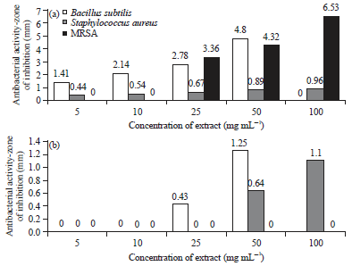 Image for - Evaluation of Antibacterial Activity of Artemisia vulgaris Extracts