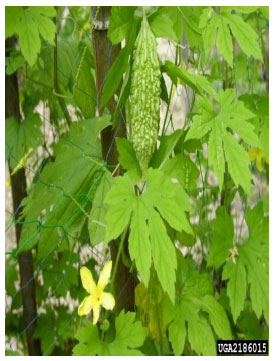Image for - Nigerian Folklore Medicinal Plants with Potential Antifertility Activity in Males: A Scientific Appraisal