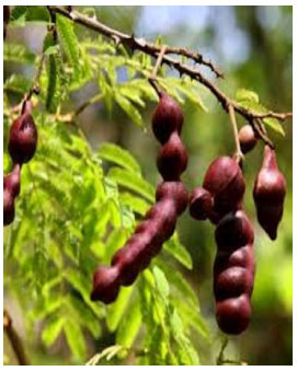 Image for - Nigerian Folklore Medicinal Plants with Potential Antifertility Activity in Males: A Scientific Appraisal