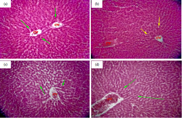 Image for - Acute and Sub-chronic Toxicity Evaluation of Crude Methanolic Leaves Extract of Acacia nilotica (Linn.)
