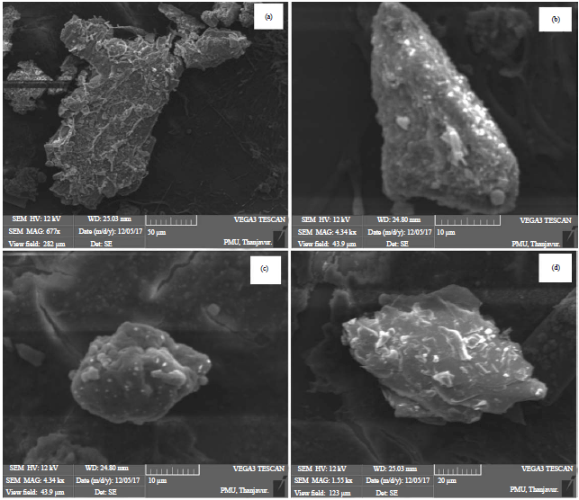 Image for - Structural Characterization and Anti-Diabetic Activity of Polysaccharides from Agaricus bisporus Mushroom