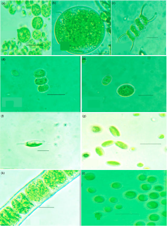 Image for - Ecology and Diversity of Green-algae of Tropical Oxic Dystrustepts Soils in Relation to Different Soil Parameters and Vegetation