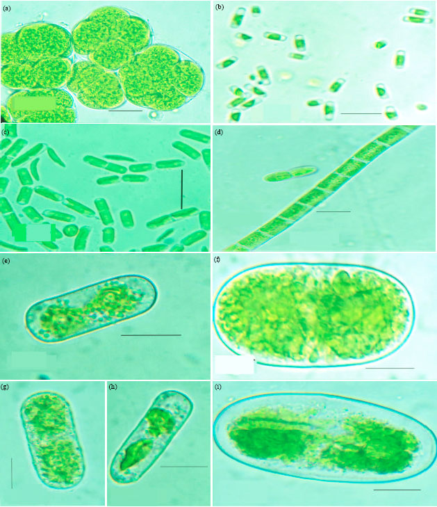 Image for - Ecology and Diversity of Green-algae of Tropical Oxic Dystrustepts Soils in Relation to Different Soil Parameters and Vegetation